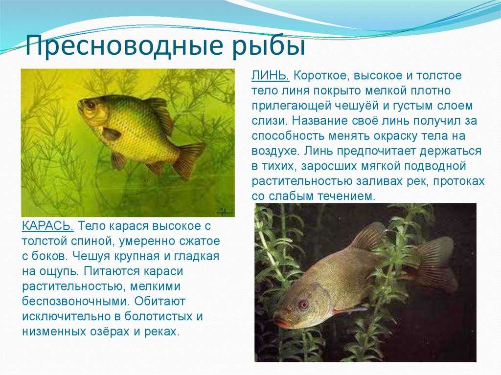 Рыба линь: повадки и особенности ловли