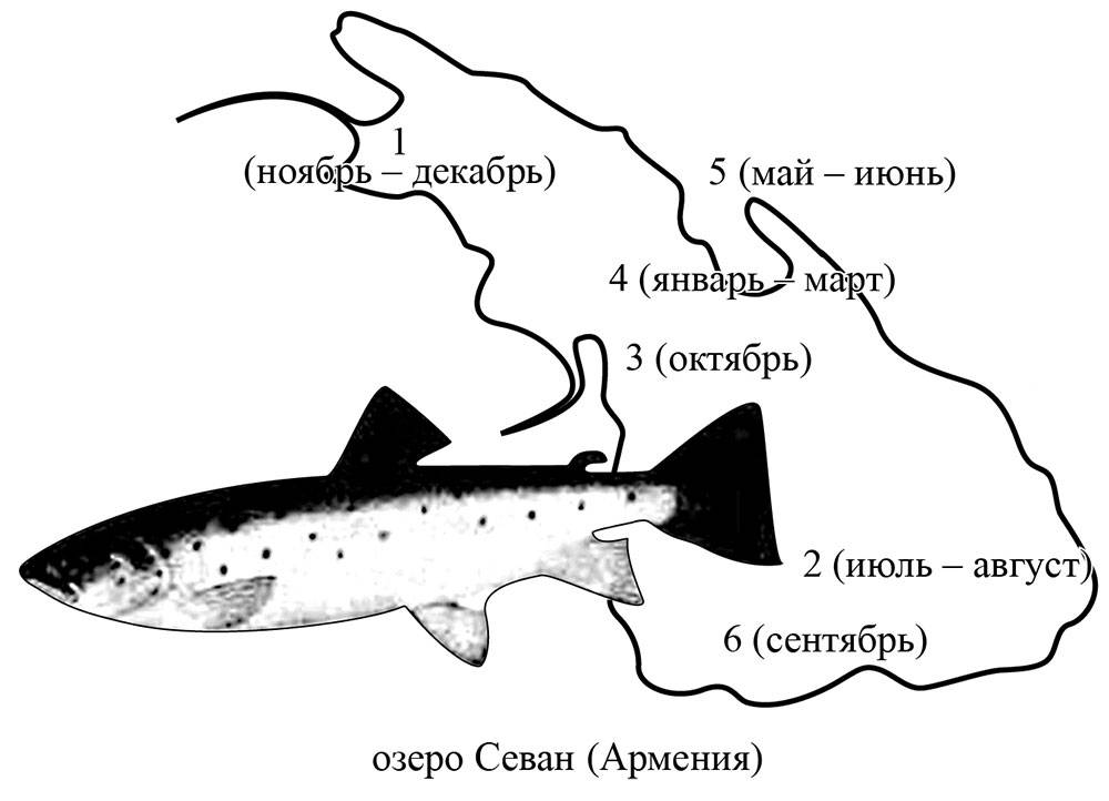 Форель: рыба форель фото и описание, нерест, способы ловли, образ жизни, приманки на форель, калорийность форели