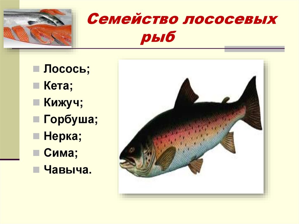 Рыба кета — внешний вид и полезные свойства