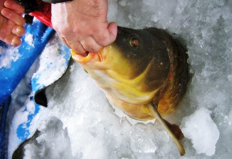 Карп — рыбалка зимой