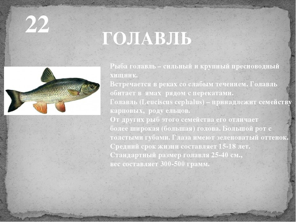 Голавль - подробное описание рыбы: где обитает, чем питается