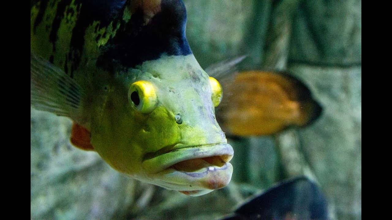 Павлиний окунь ленточный фото и описание – каталог рыб, смотреть онлайн