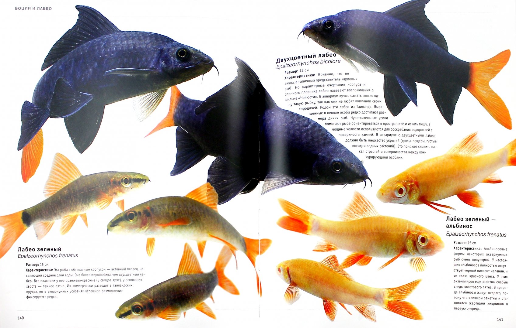 Вармоус фото и описание – каталог рыб, смотреть онлайн