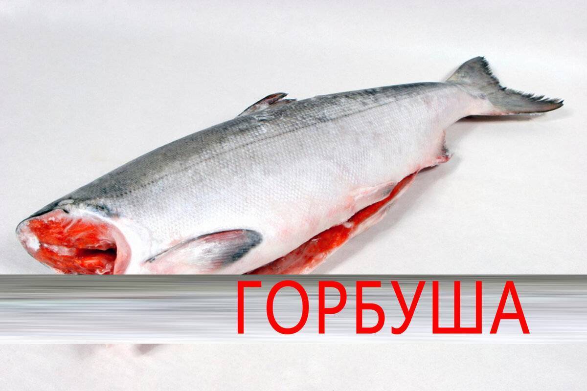 Рыба «Горбуша» фото и описание