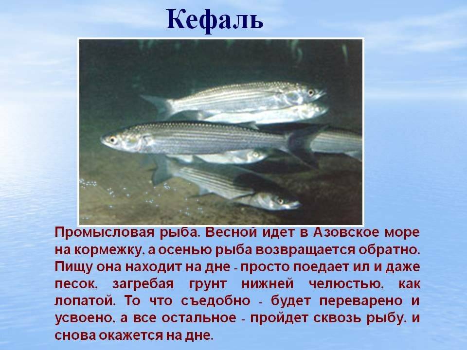 Кефаль и пеленгас: главные отличия