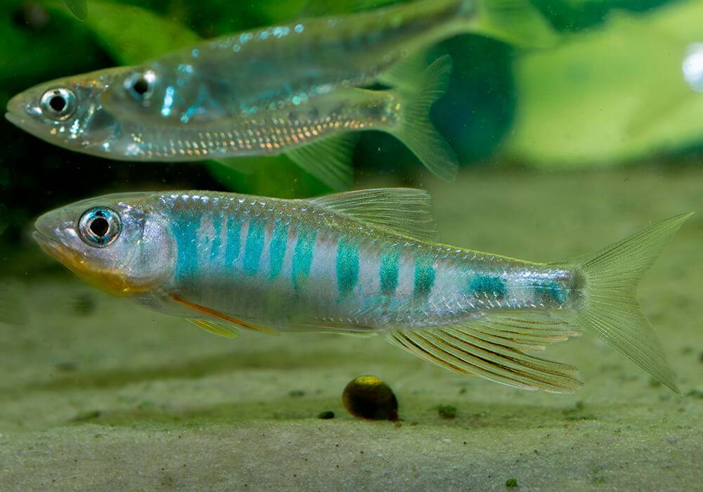 Рыба «Закко обыкновенный» фото и описание