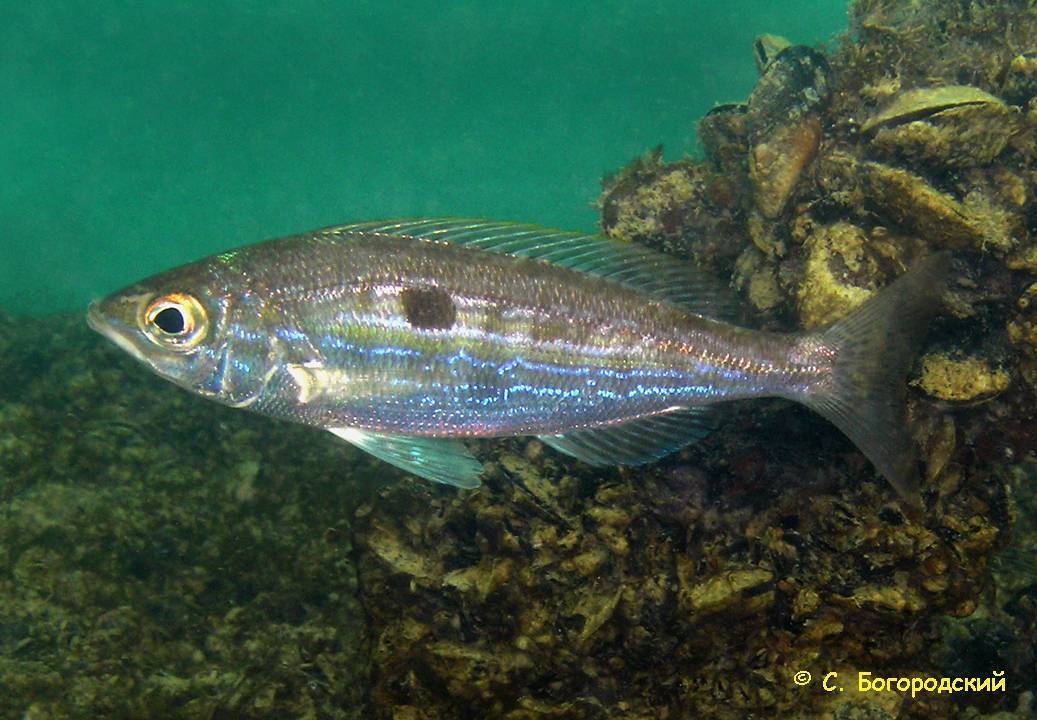 Барракуда европейская фото и описание – каталог рыб, смотреть онлайн