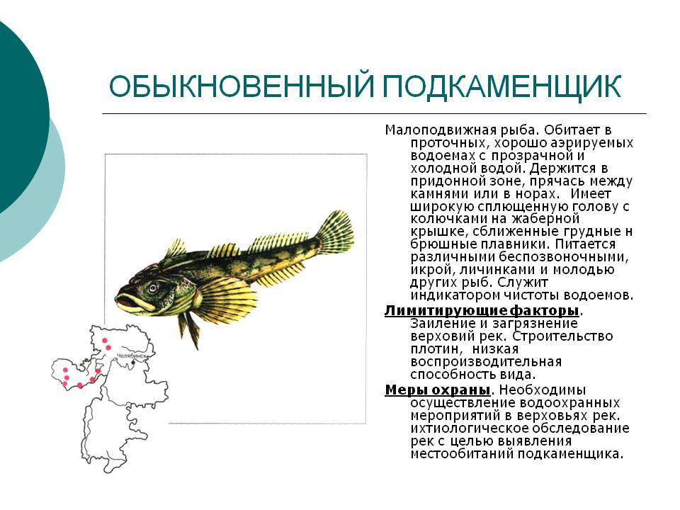 Бычок-кнут фото и описание – каталог рыб, смотреть онлайн