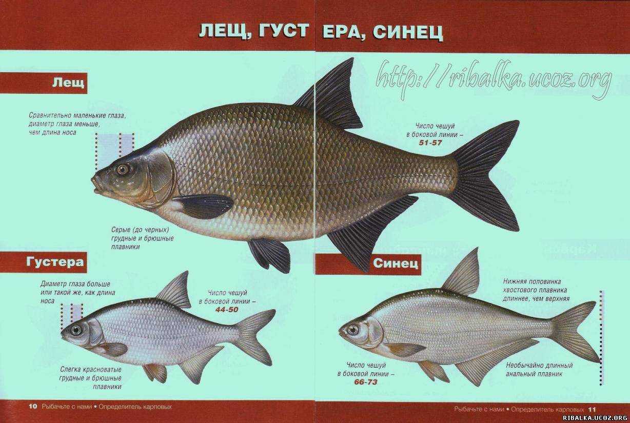 Лещ — описание рыбы, места обитания и повадки