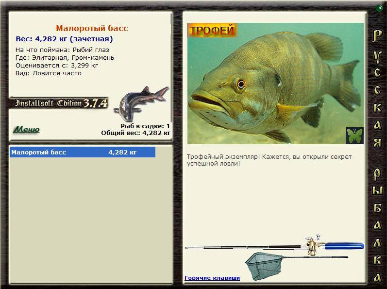 Айю фото и описание – каталог рыб, смотреть онлайн