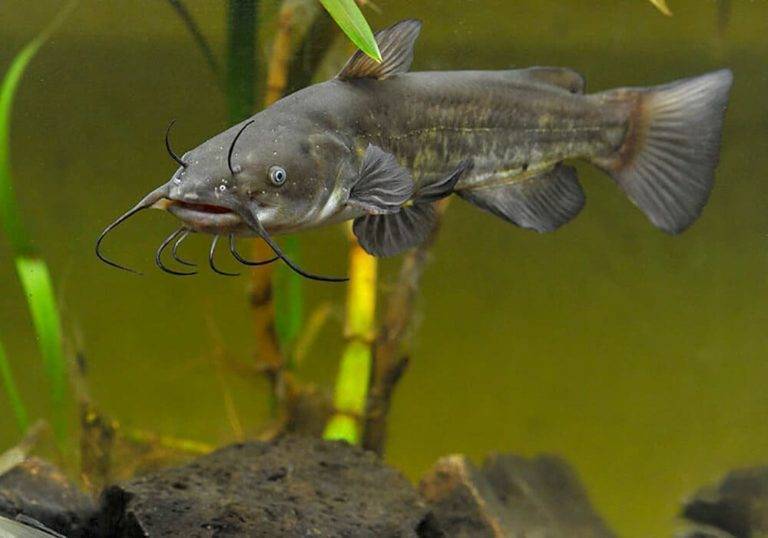 Рыба «Сомик канальный» фото и описание
