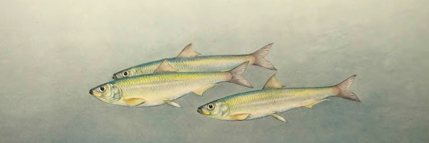 Рыба «калико басс» фото и описание