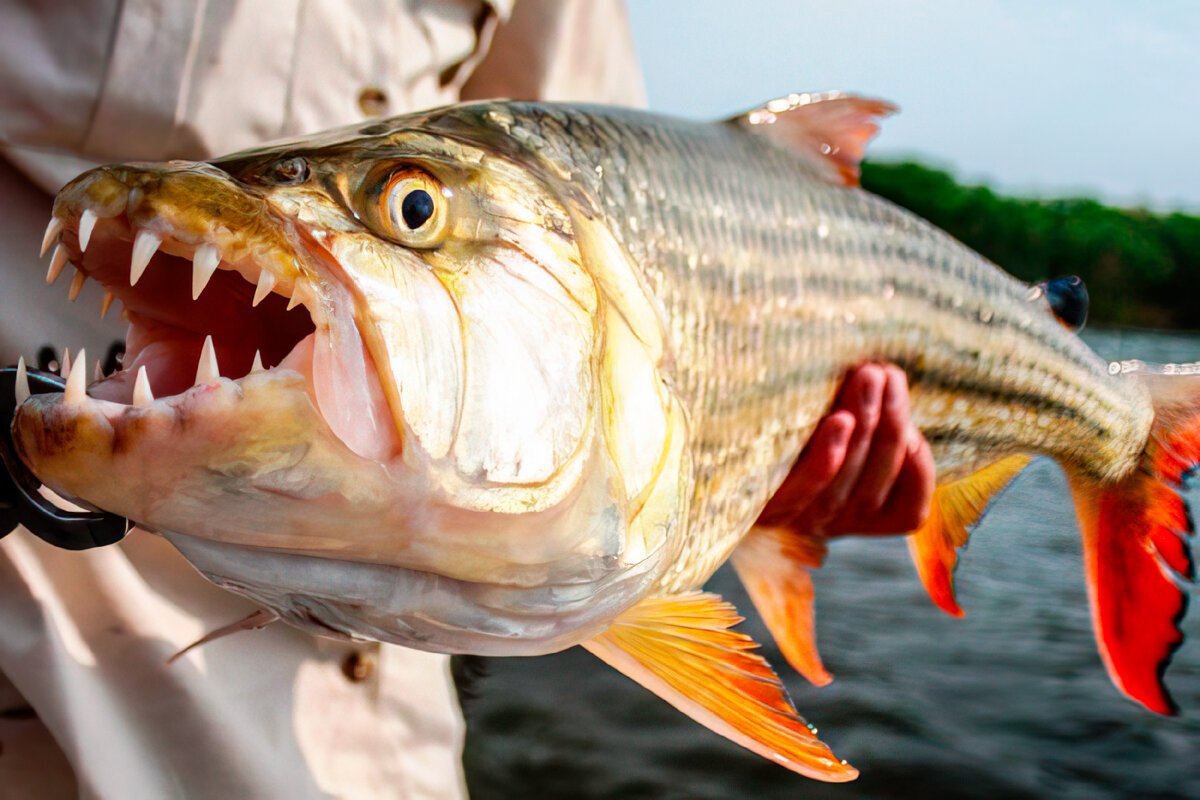 Тигровая рыба африканская большая фото и описание – каталог рыб, смотреть онлайн