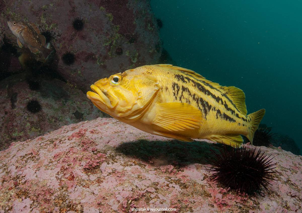Рыба «окунь солнечный скальный» фото и описание