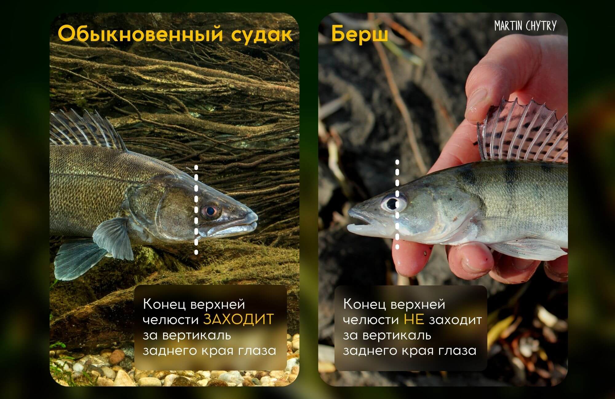 Берш и судак: описания рыб и их отличий, фото примеры, особенности способов ловли рыб этих пород