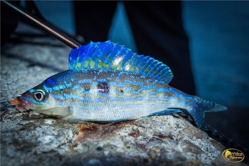 Окунь солнечный илистый фото и описание – каталог рыб, смотреть онлайн