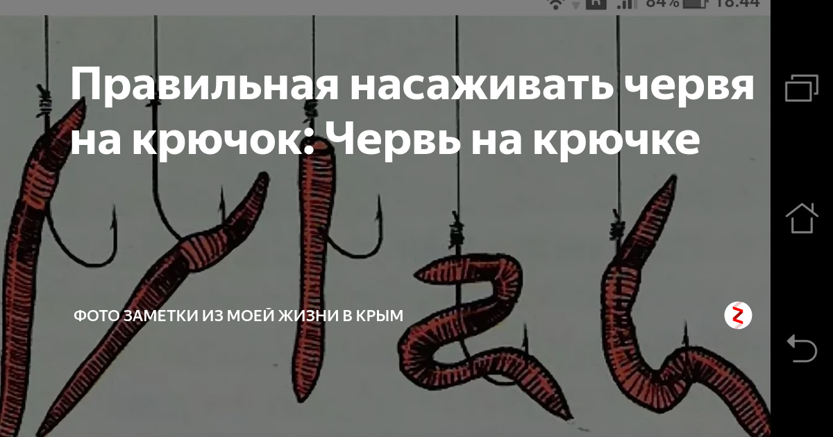 Дождевой червь — наживка для ловли рыба, способы насаживания, добычи и хранения червей на рыбалке