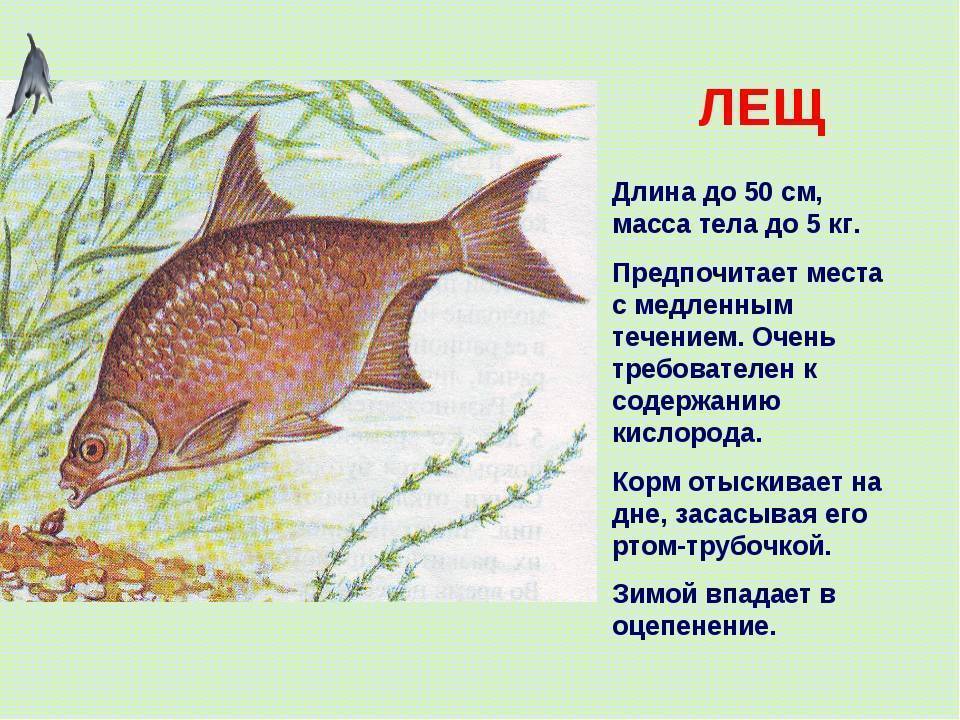 Лещ - описание рыбы, снасти для ловли, где искать, на что клюёт