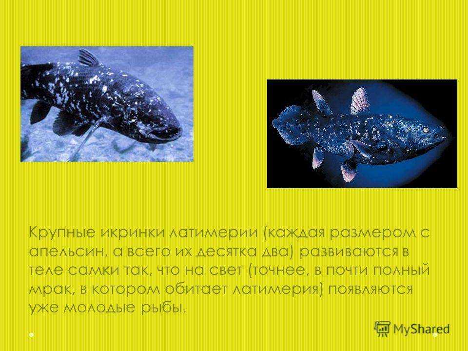 Рыба латимерия: описание, где обитает, внешний вид