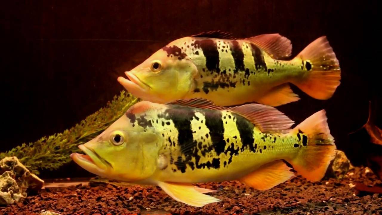 Рыба «окунь солнечный бриллиантовый» фото и описание