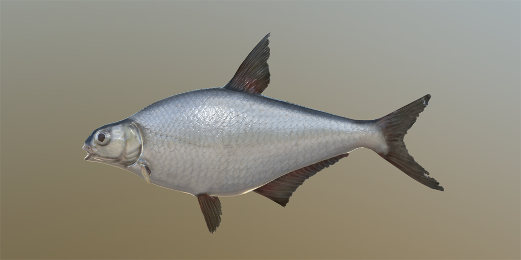Рыба синец: описание, распространение, размножение