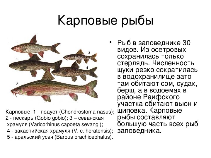 Рыба карп: как выглядит, где обитает, морская или речная, виды с описанием