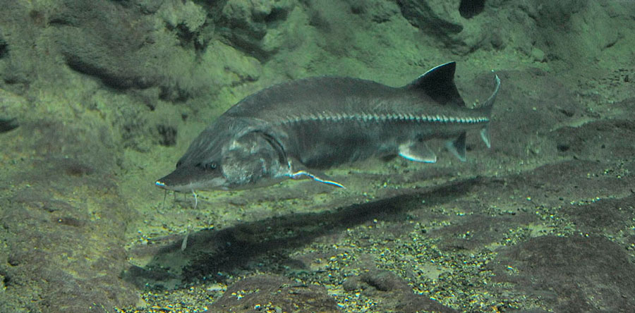 Белуга - рыба с черной икрой, достигающая больших размеров