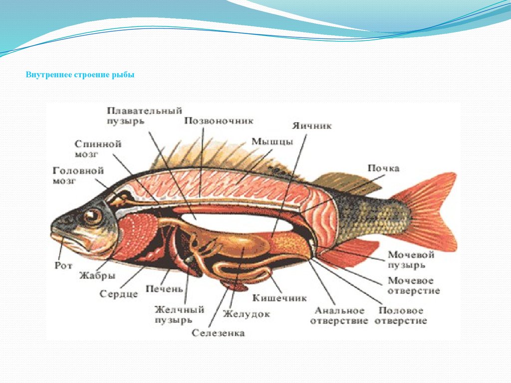 § 32. внутреннее строение рыб / биология 7 класс