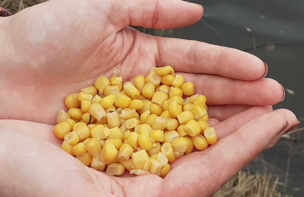 Ловля карпа на кукурузу: выбор снасти, подготовка и как насаживать
