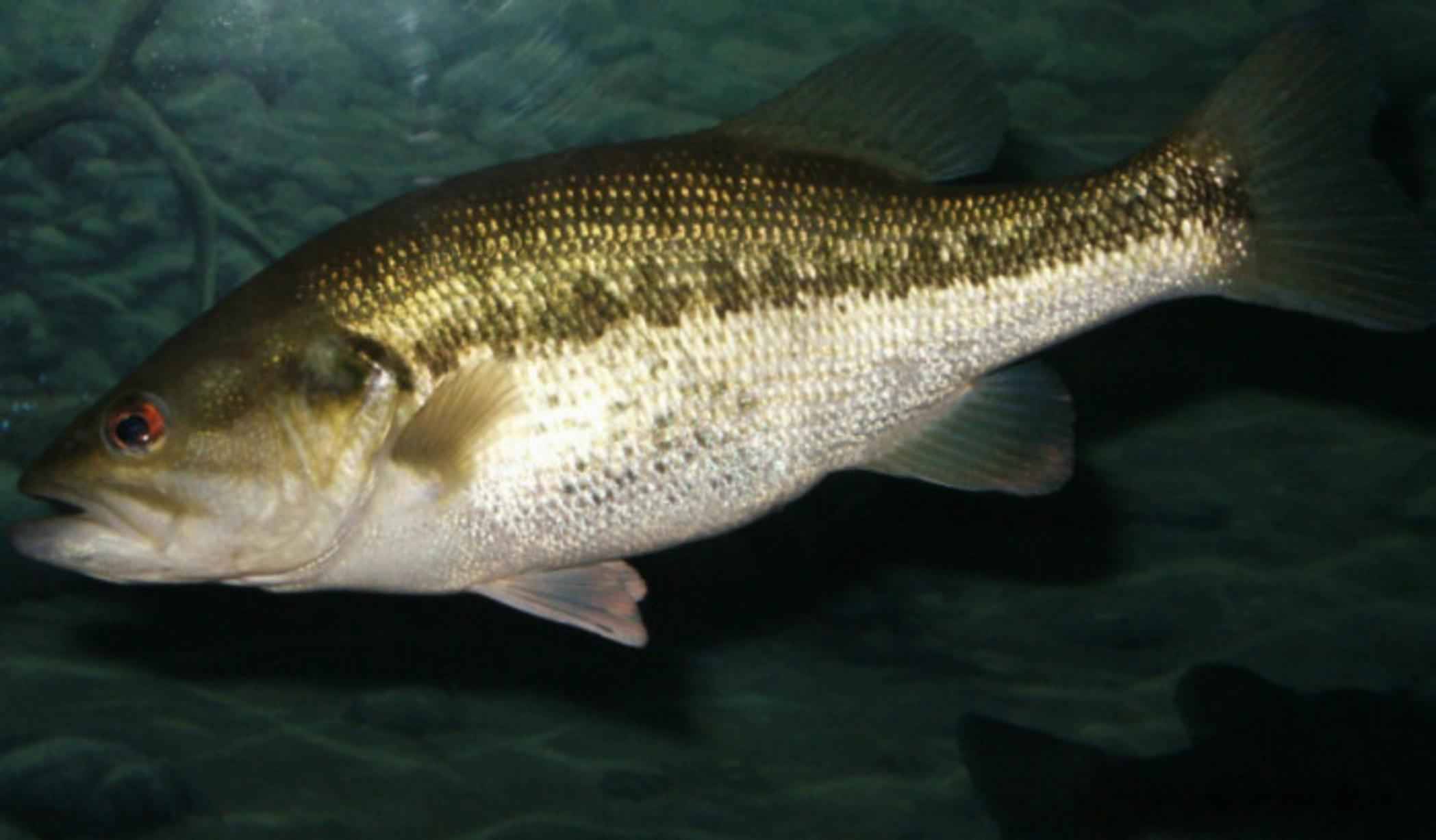 Рыба «басс гибридный» фото и описание