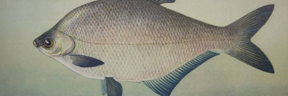 Щука обыкновенная фото и описание – каталог рыб, смотреть онлайн