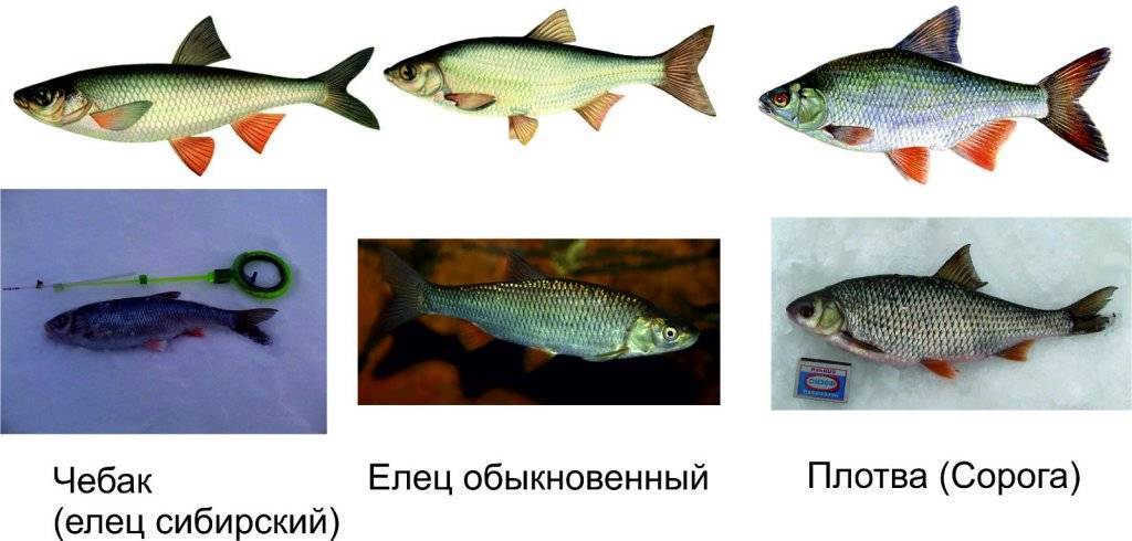 Рыба елец: фото и описание, на что клюет, особенности рыбалки