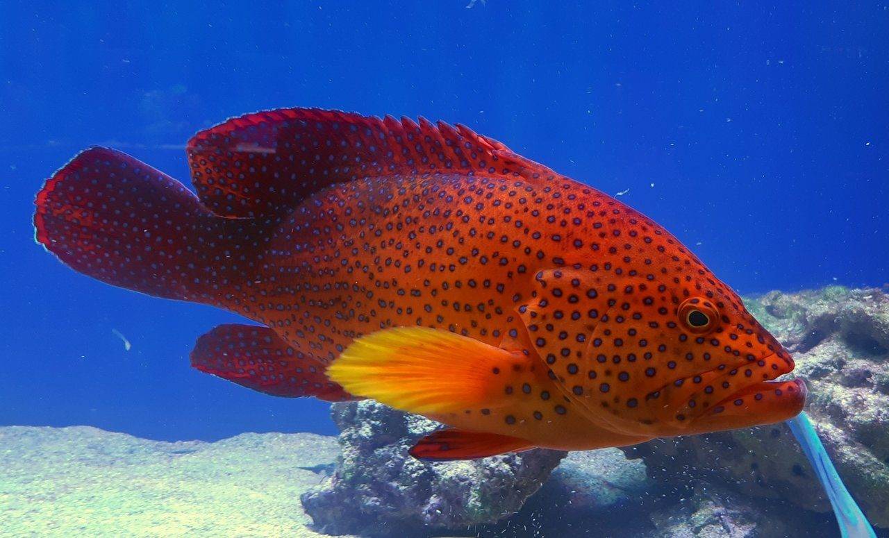 Рыба групер индоокеанский малоглазый – «живой камень»