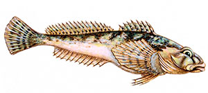 Подкаменщик обыкновенный — рыба семейства рогатковых, cottus gobio