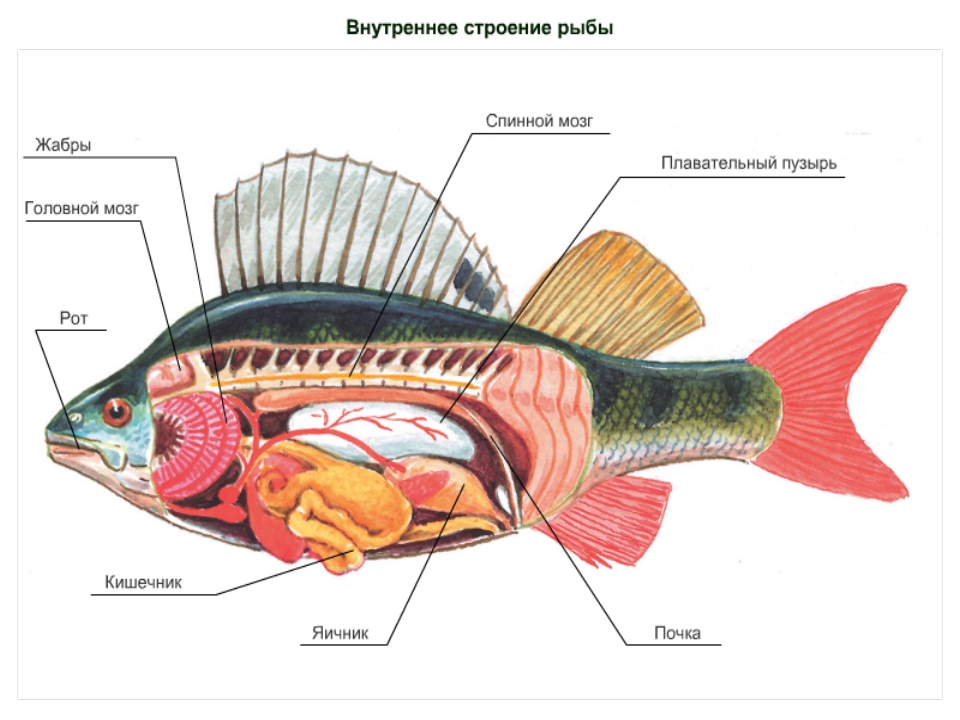 Рыбы. речной окунь — представитель костных рыб — гипермаркет знаний. внутреннее строение окуня: что такое окунь