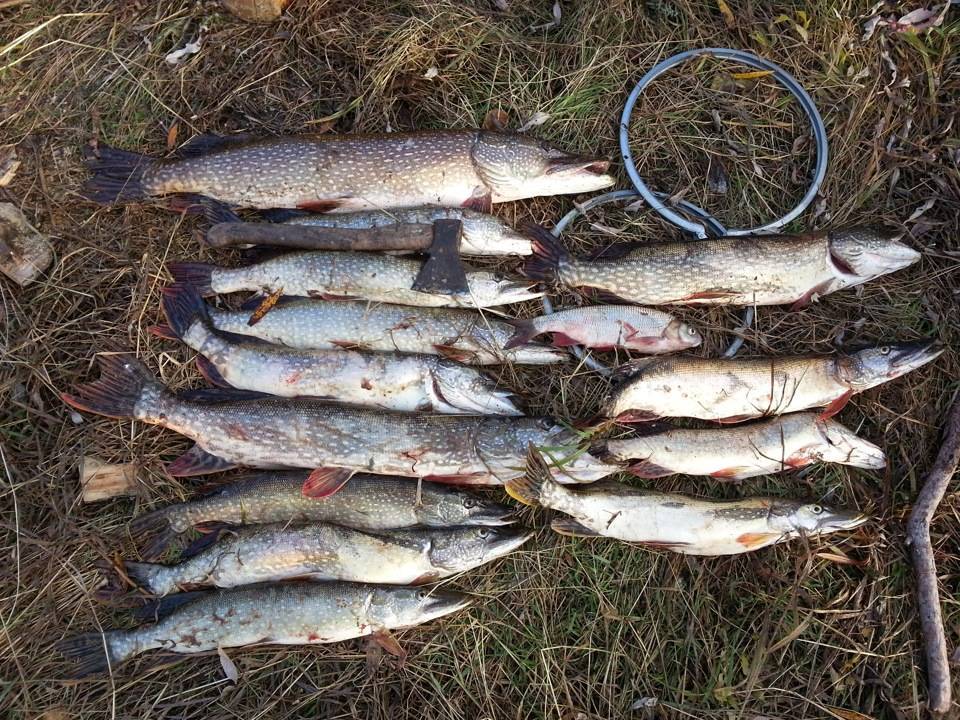 Рыбалка в якутии зимой: ловля карася, налима и щуки, особенности рыбалки на тайменя