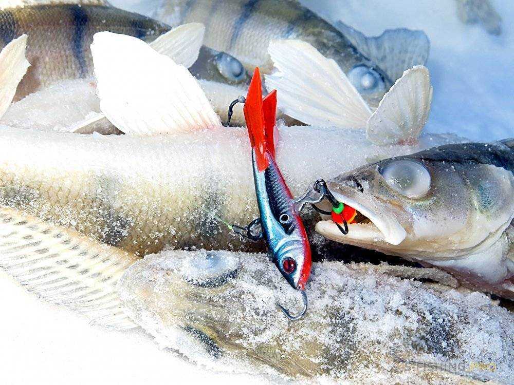 Секреты зимней рыбалки. какие балансиры выбрать для ловли судака?