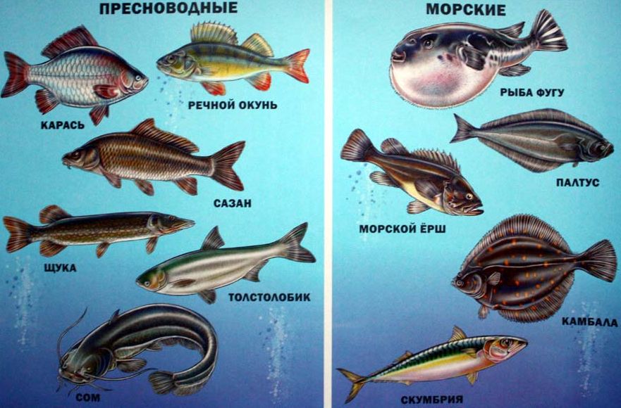 Морская рыба без костей - список с названиями и описанием