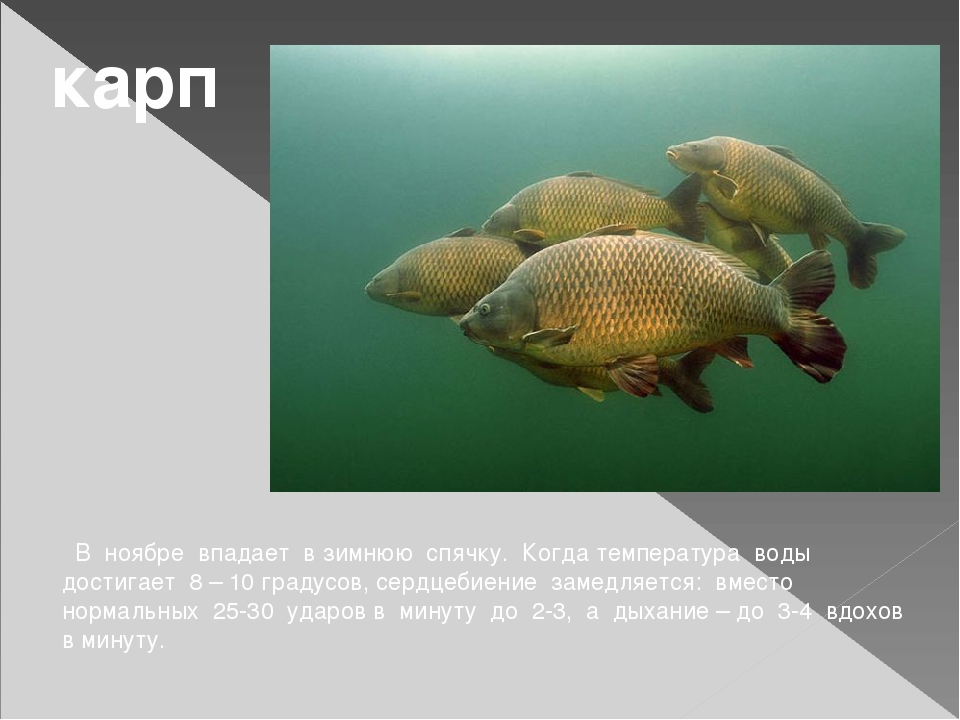 Класс хрящевые рыбы. конспект по биологии - учительpro