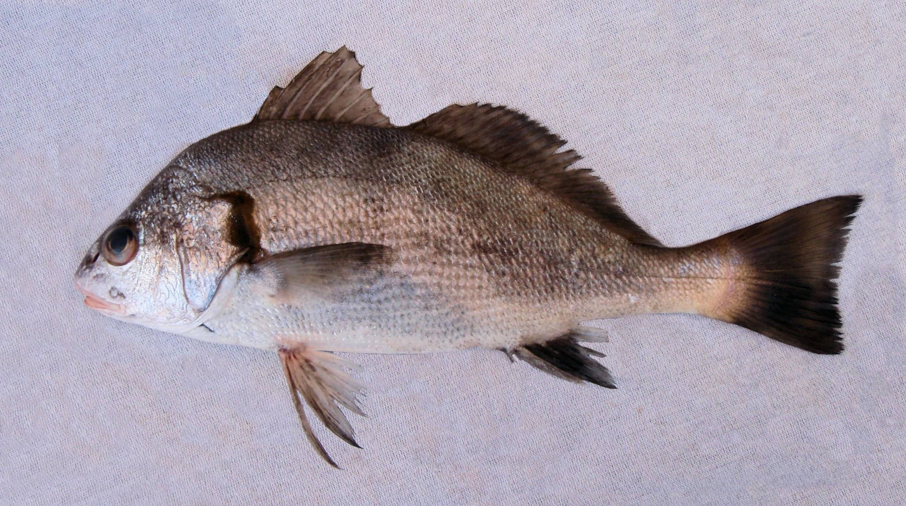 Рыба горбыль (мусар): подробный обзор о способах ловли, как и на что клюет, местах распространения, среде обитания и образе жизни