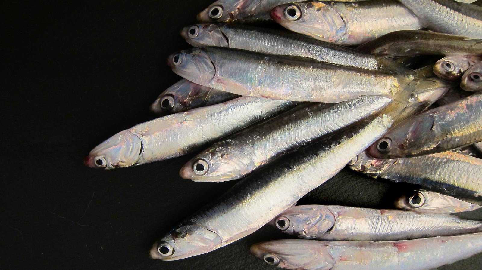 Анчоус европейский фото и описание – каталог рыб, смотреть онлайн