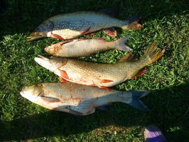 Чепца: рыбалка и какая рыба водится