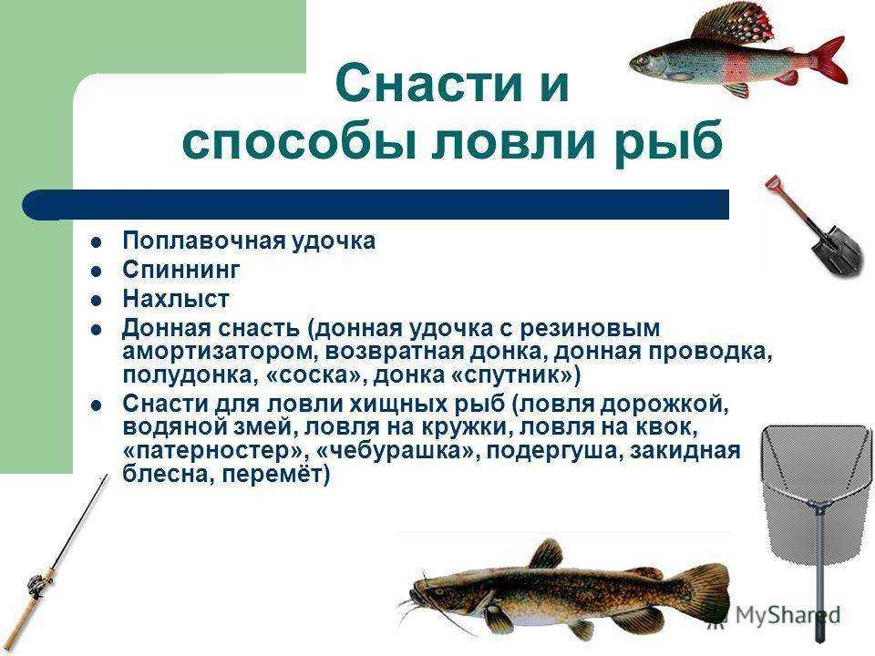 ✅ рыба головань фото - https://xn----7sbeepoxlghbuicp1mg.xn--p1ai/