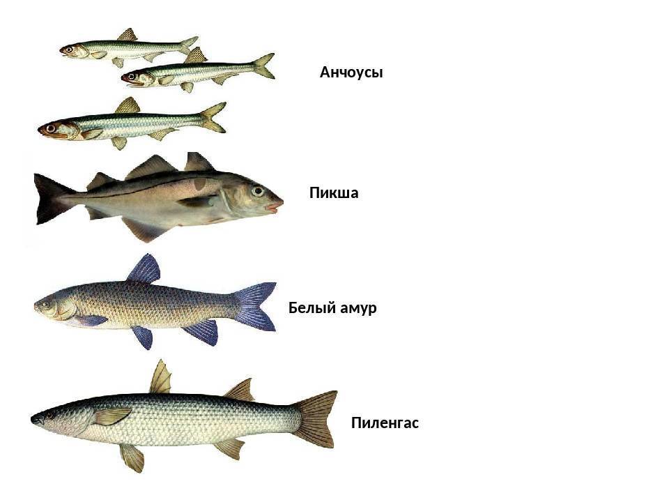Какая рыба относится к семейству тресковых