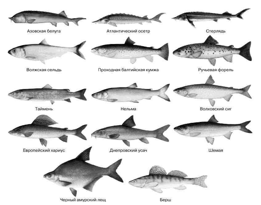 Ценные осетровые рыбы: полный список и детальные характеристики