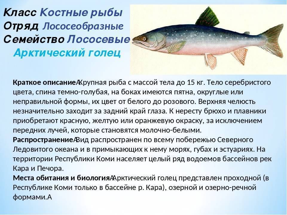Голец - что за рыба: представители виды и польза