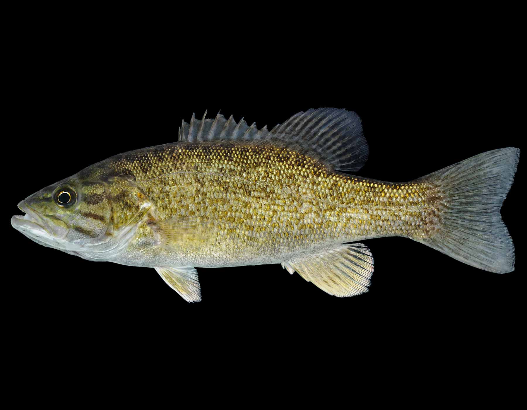 Рыба «Басс жёлтый» фото и описание