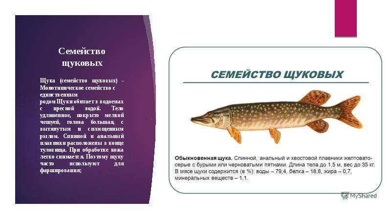 Рыба щука - полезные свойства и рецепты приготовления