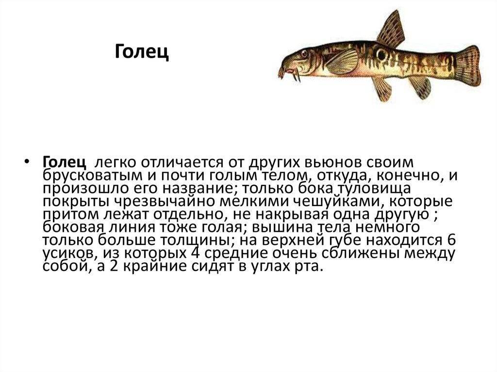 Рыба голец