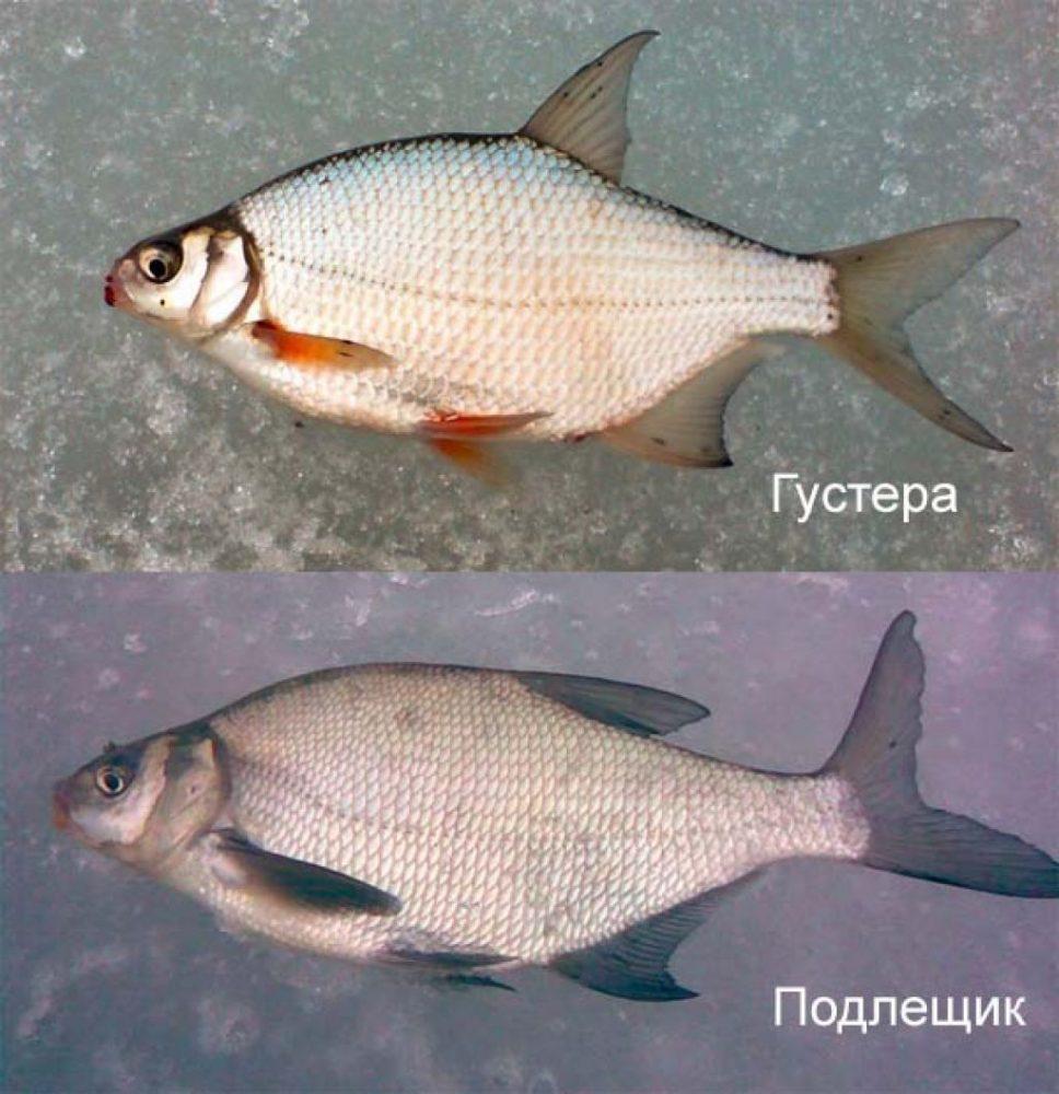 Рыба лещ — фото, как выглядит, описание и разновидности, костлявая или нет